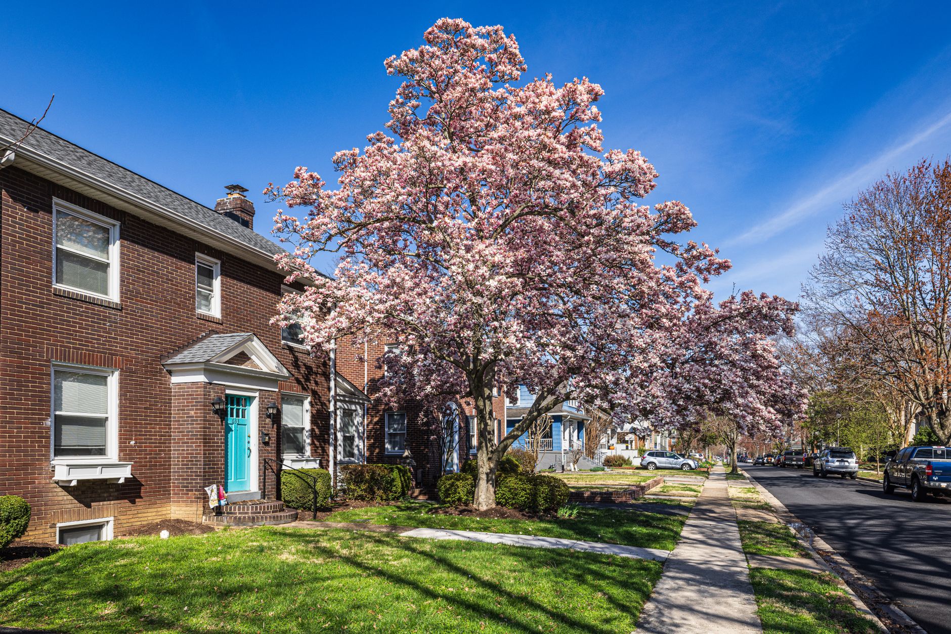 Tree-lined residential street with brick houses and a flowering spring tree, illustrative of an urban neighborhood