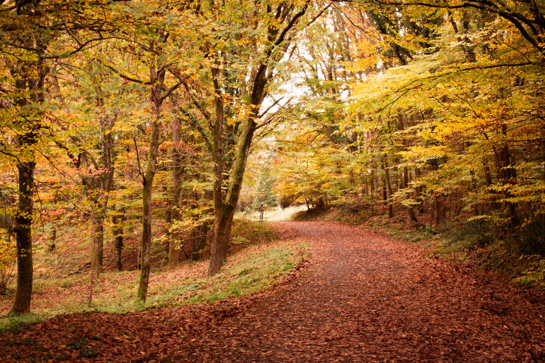 Autumn leaves covering a wooded walking path