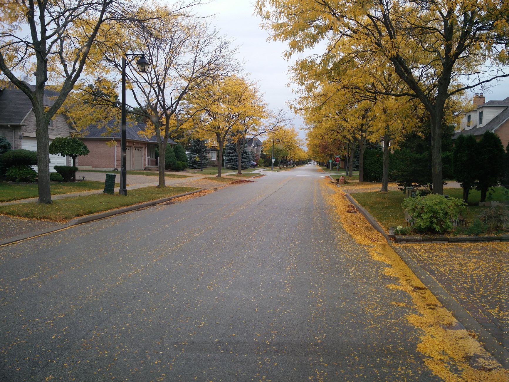 Tree-lined residential street covered in autumn leaves, illustrating a fall neighborhood scouting trip