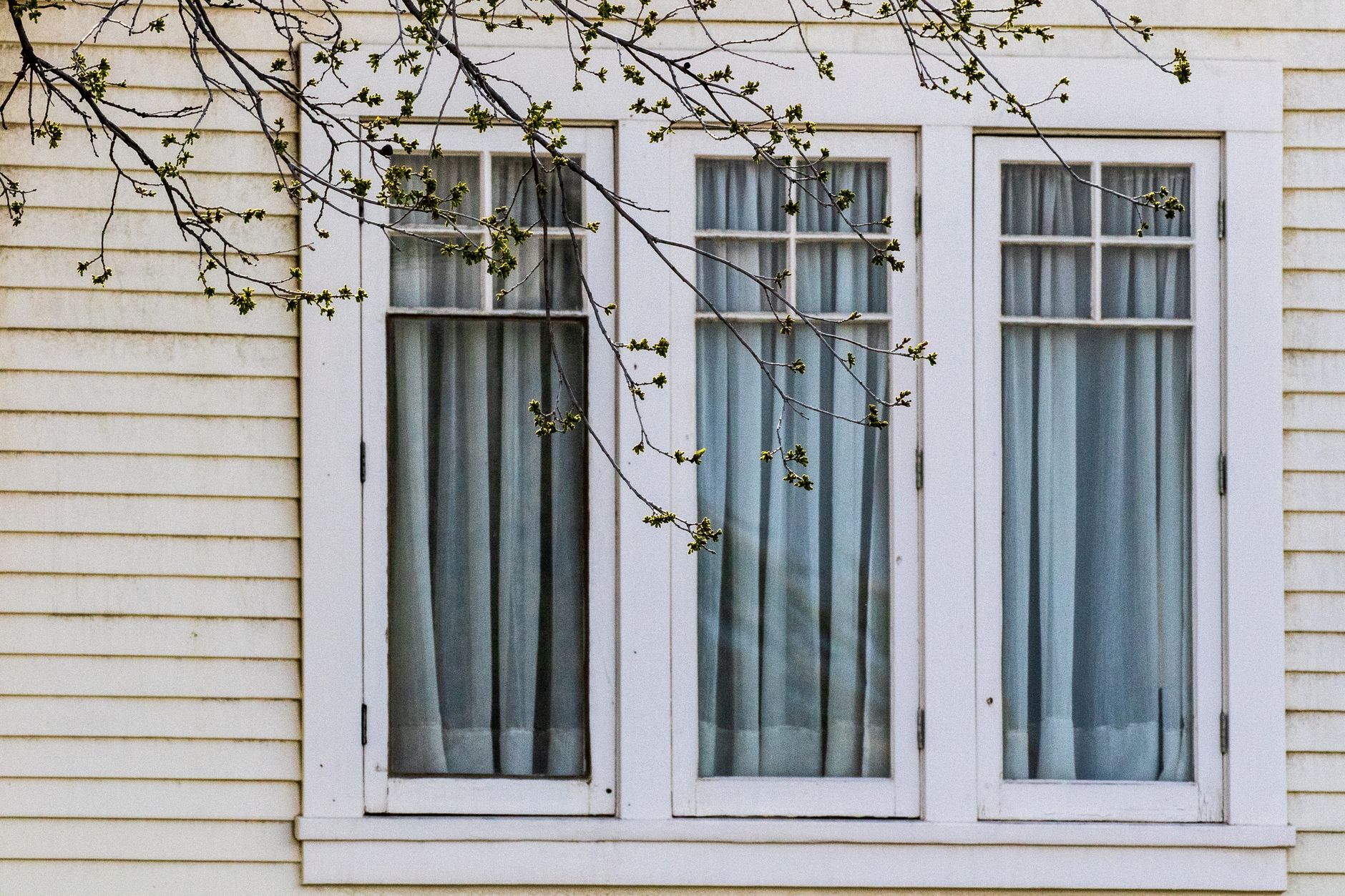 Residential windows framed by spring branches