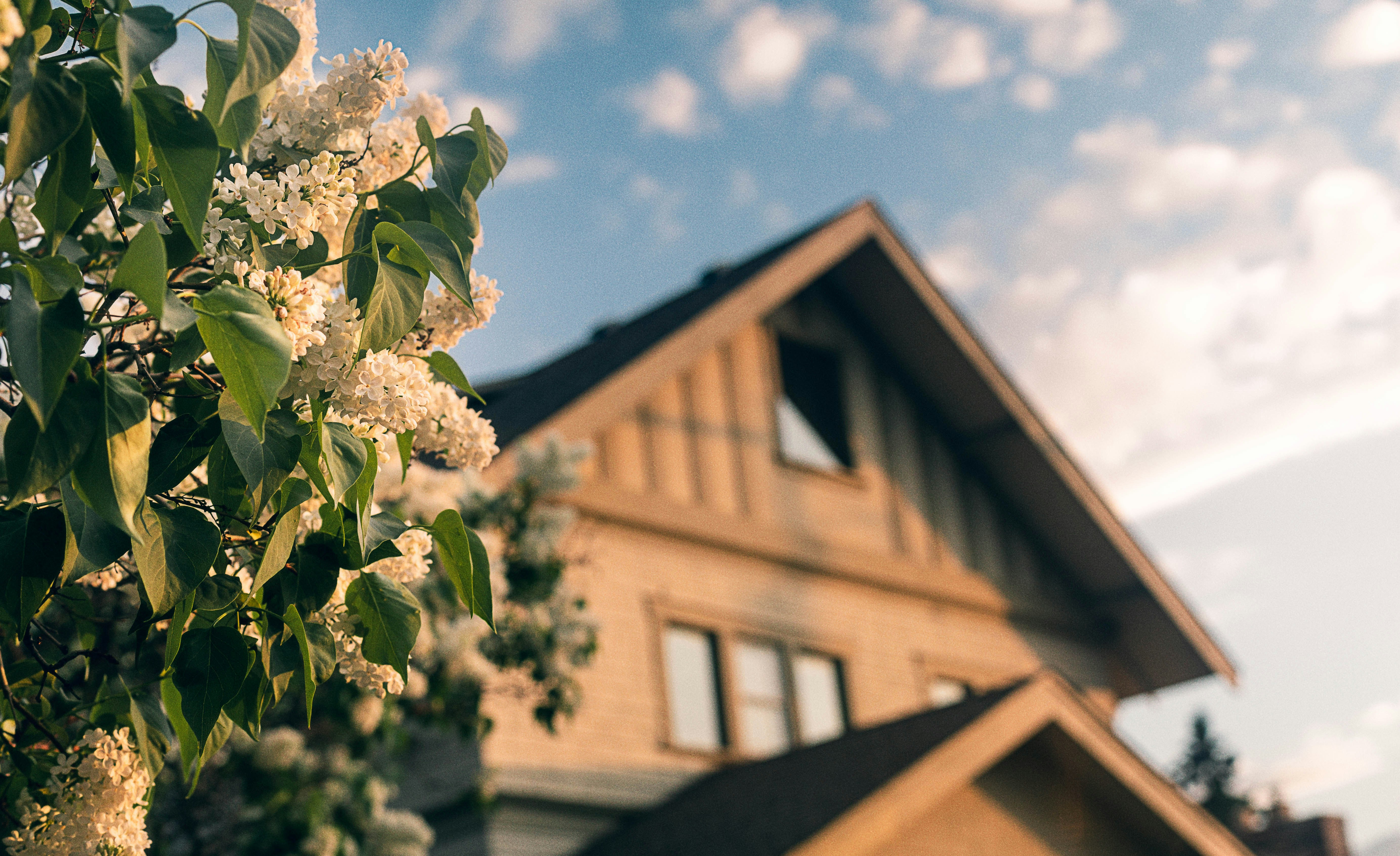 Flowering tree branch in front of a house