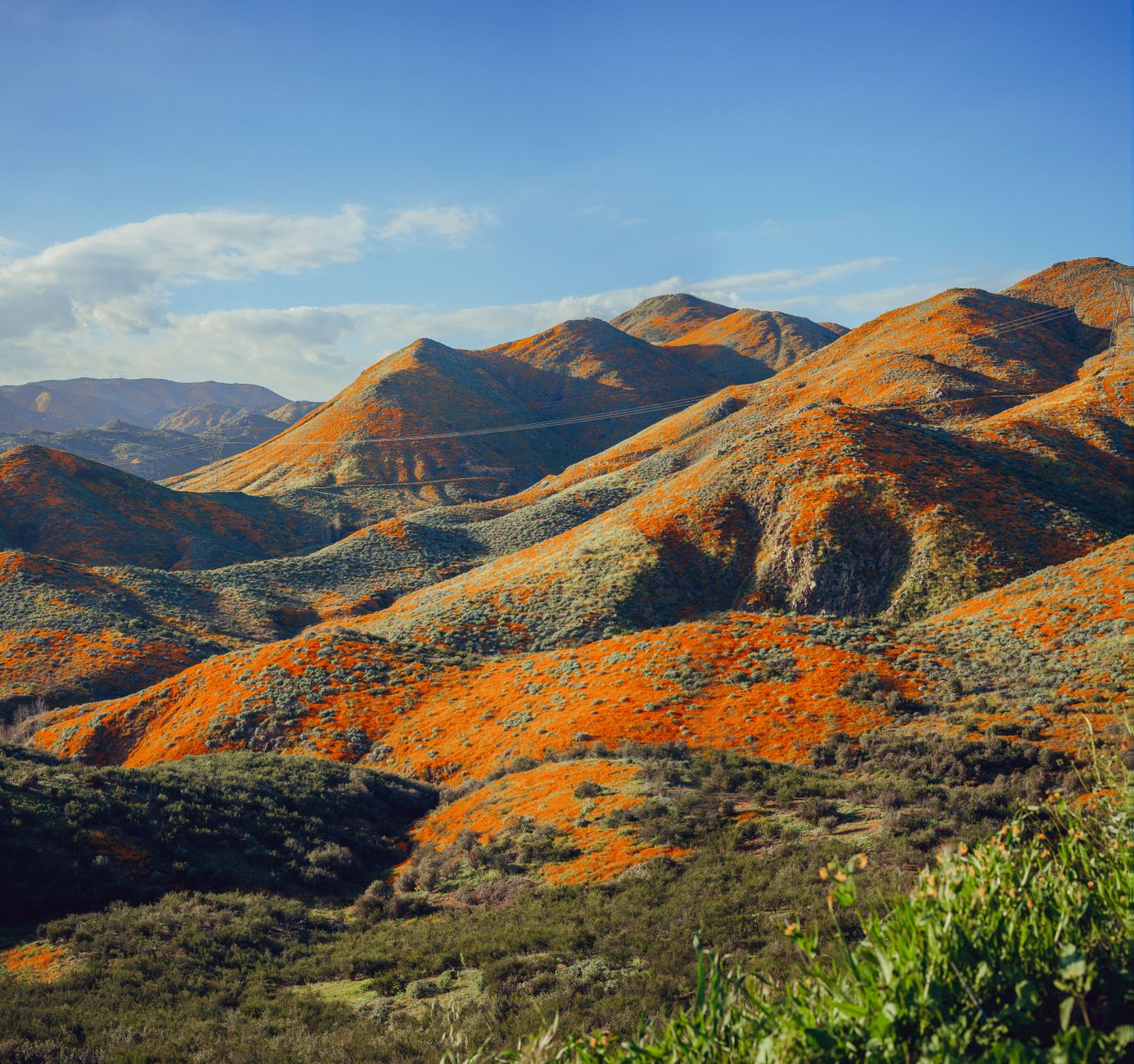 Flower-covered hills near Lake Elsinore