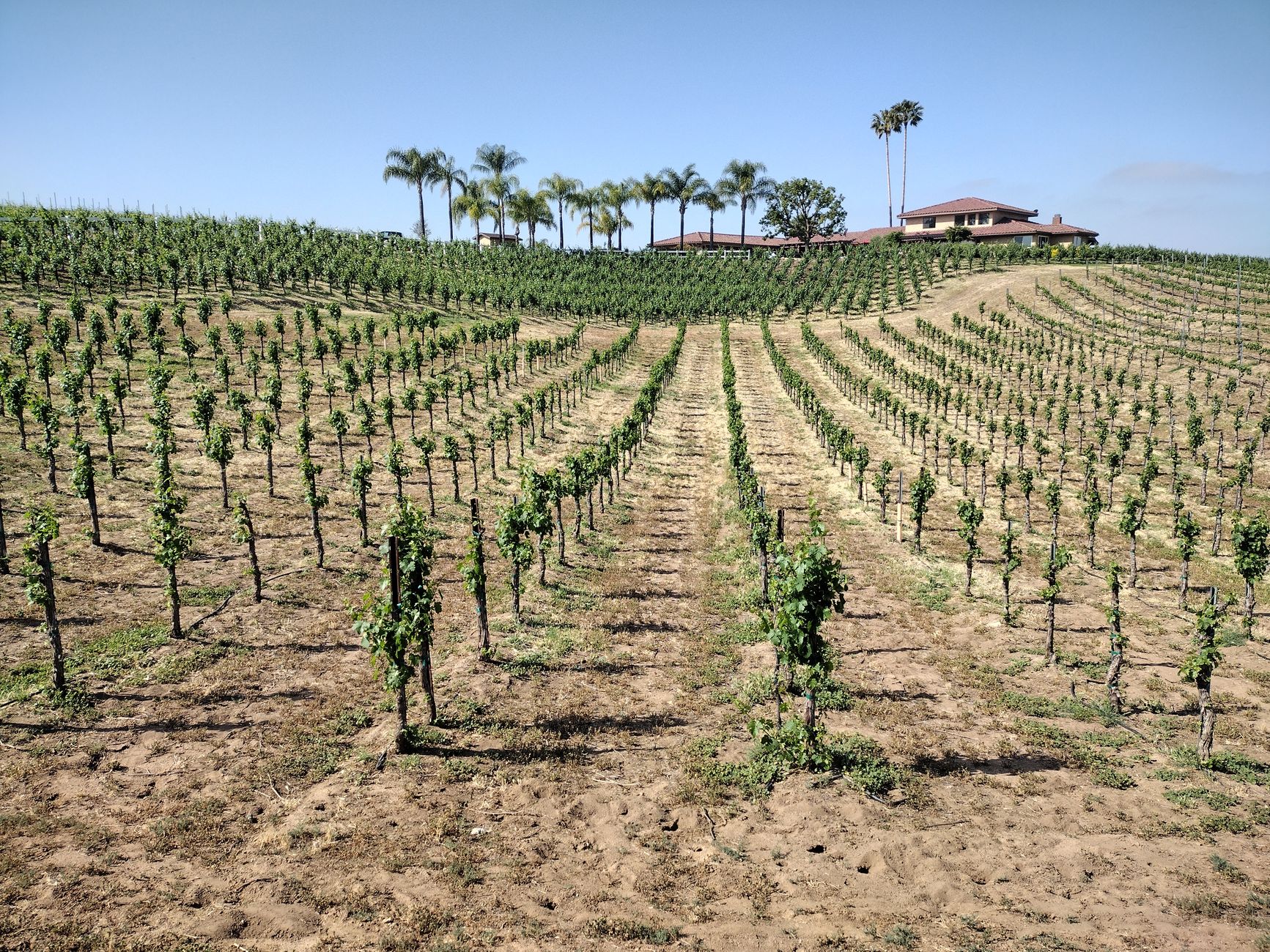 Vineyard rows, palms, and an estate in Temecula Valley