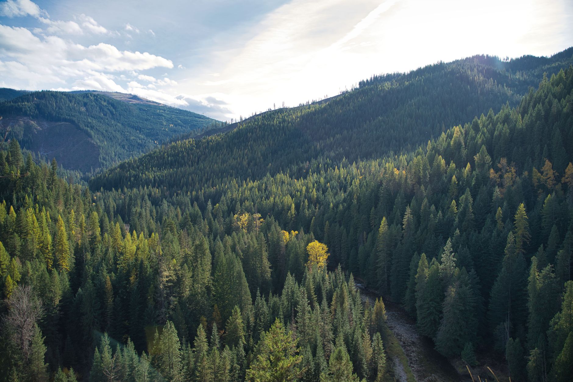 Forested mountain landscape in Northern Idaho