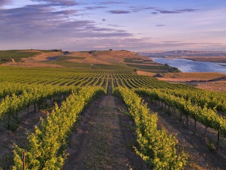 Vineyard rows overlooking water in the Tri-Cities area