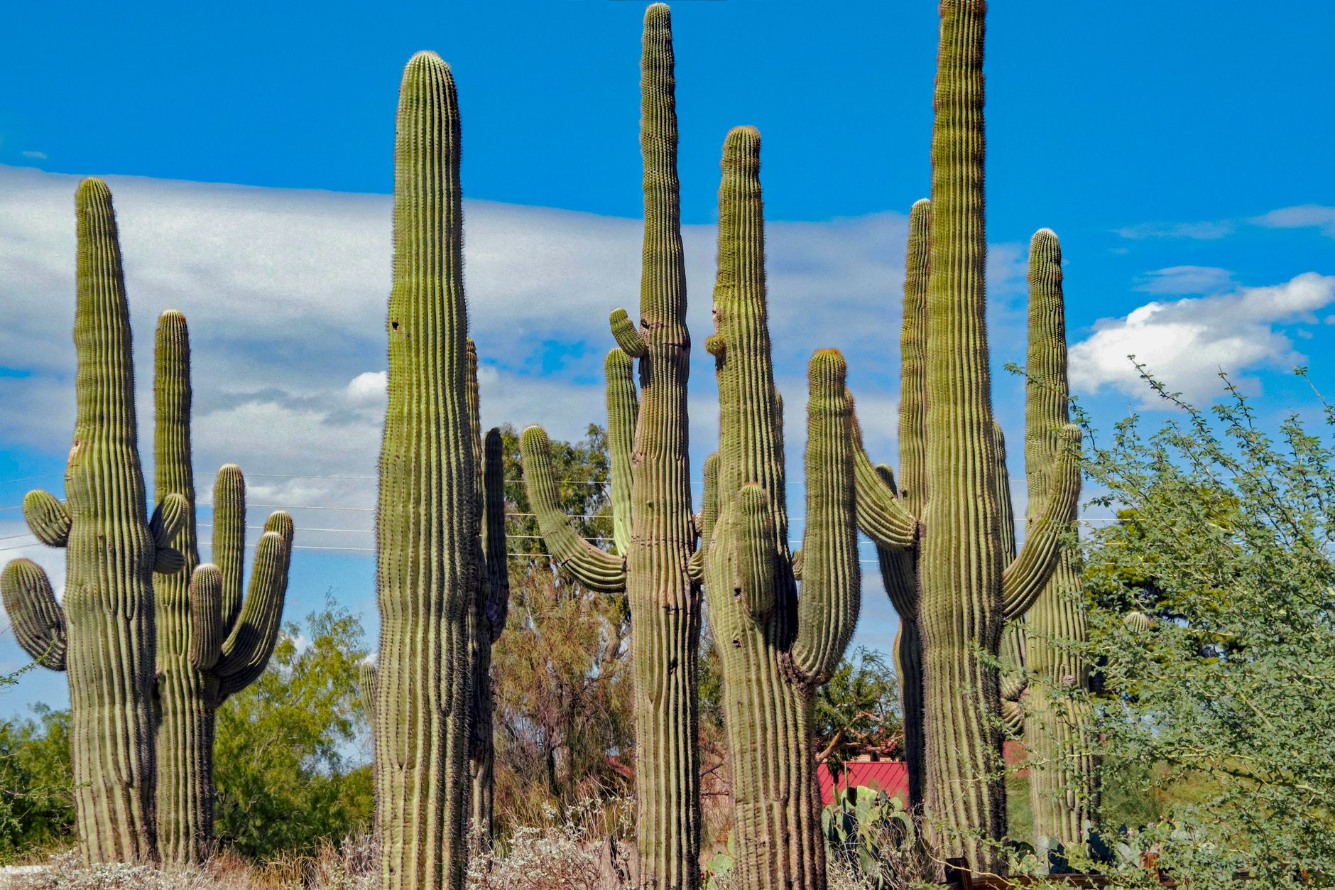 Saguaro cacti beneath a clear Arizona sky near Gilbert